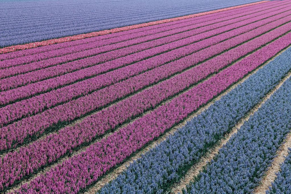 Lisse, Netherlands