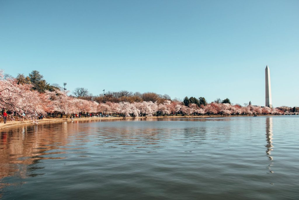 2 Day Washington DC Itinerary: Cherry Blossom Edition