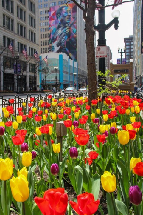 Tulips in Downtown Chicago: The Best Places to See Them